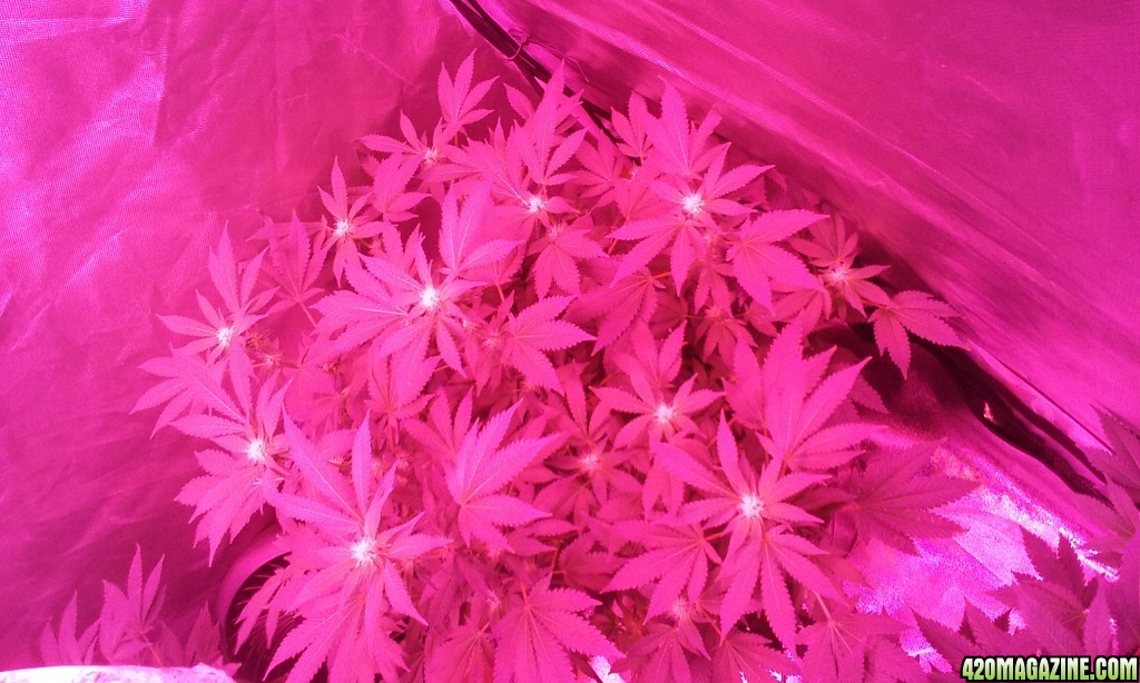 Flower day 25