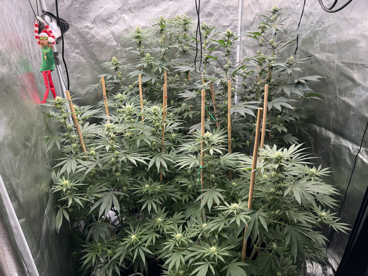 Flower - Day 28