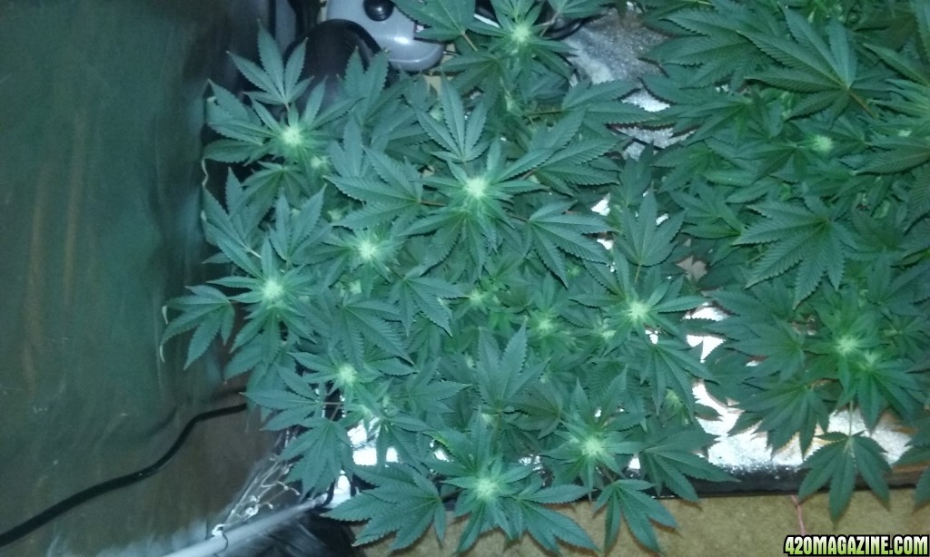 Flower day 29