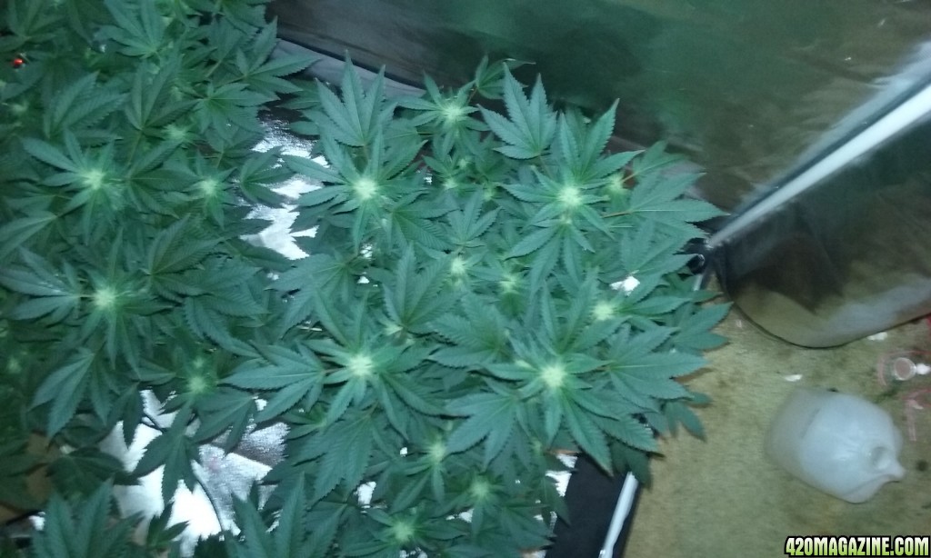 Flower day 29