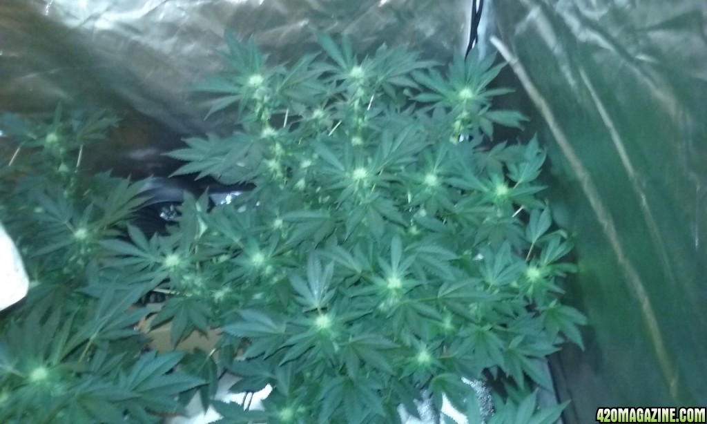 Flower day 29