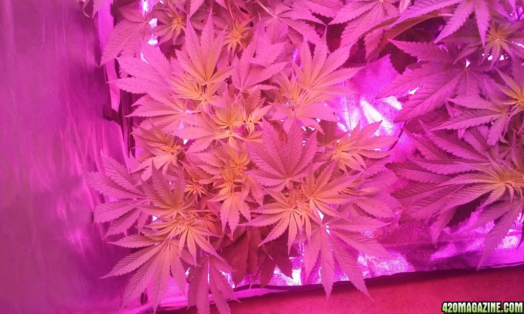 flower day 3