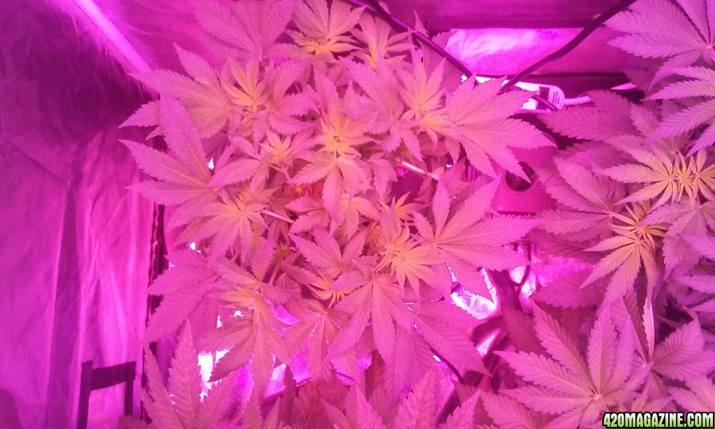 flower day 3