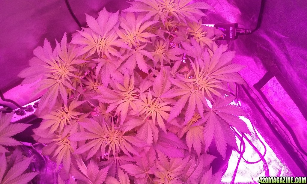 flower day 3