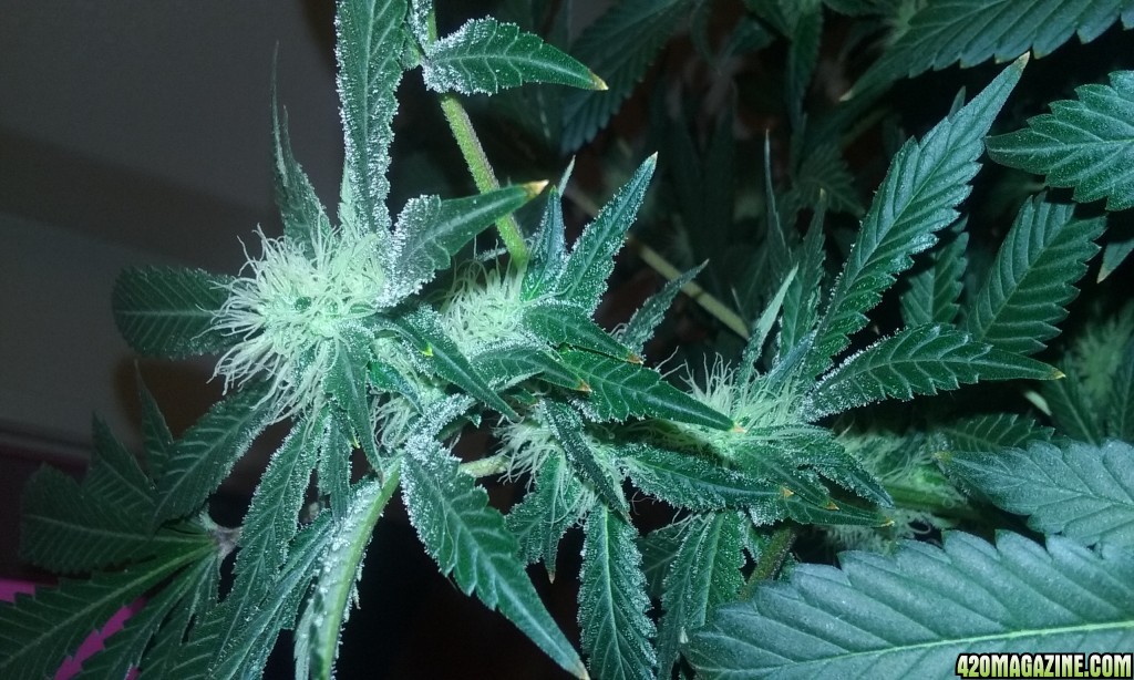 Flower day 31