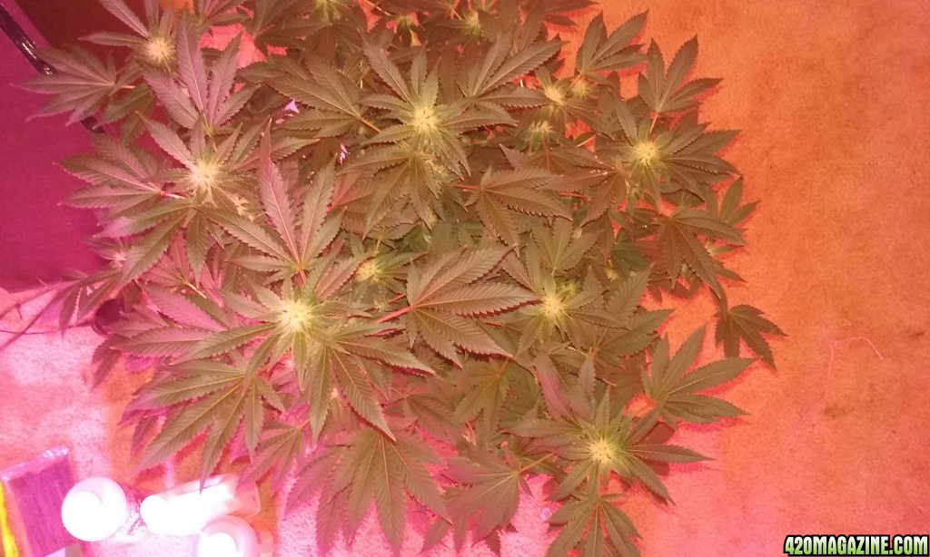 Flower day 31