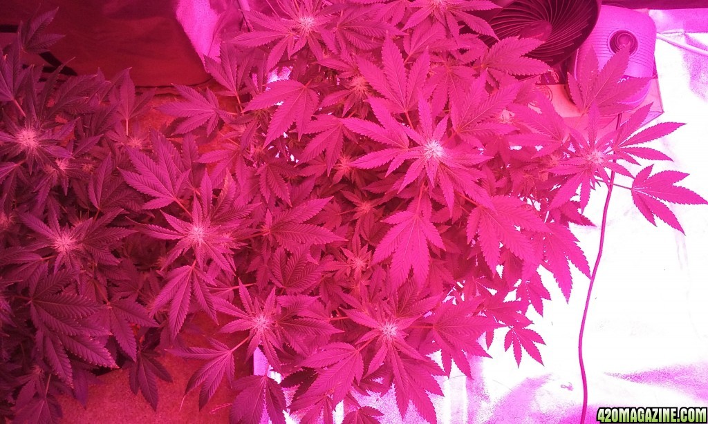 Flower day 31