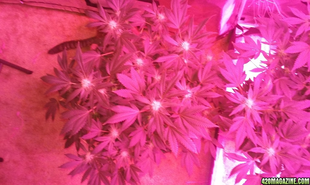 Flower day 31