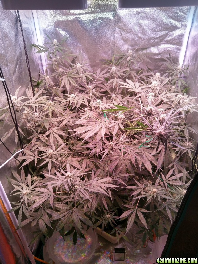 Flower - Day 32 (day 60)