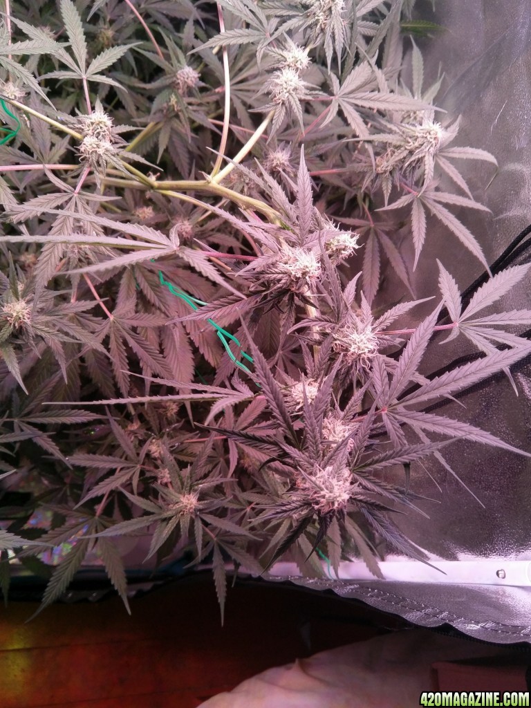 Flower - Day 32 (day 60)