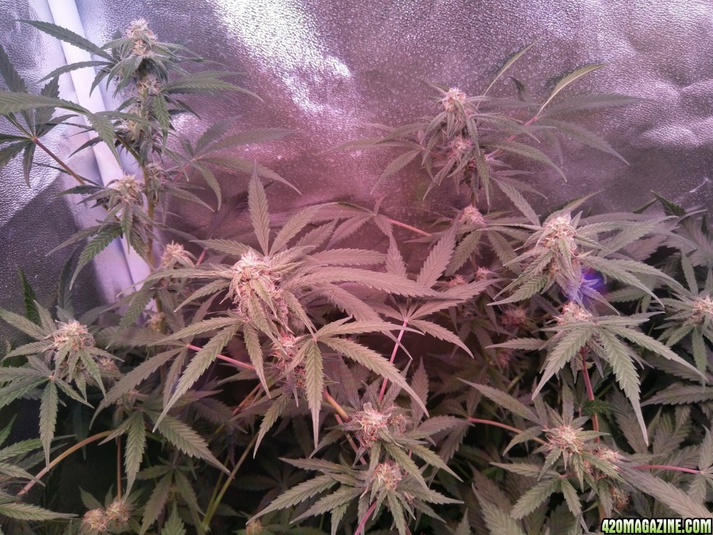 Flower - Day 35 (day 63)