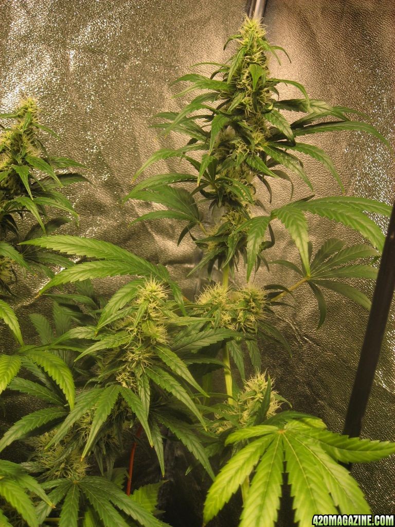 flower day 37