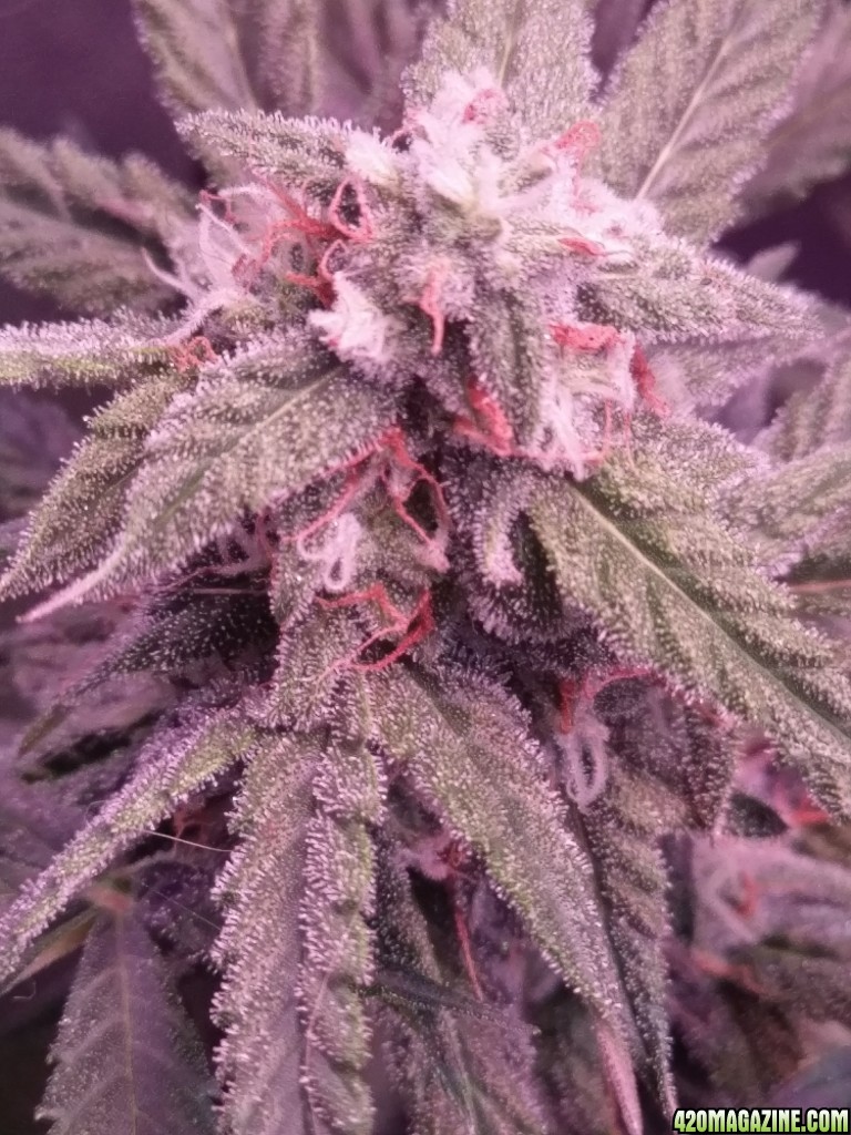 Flower - Day 38 (day 66)