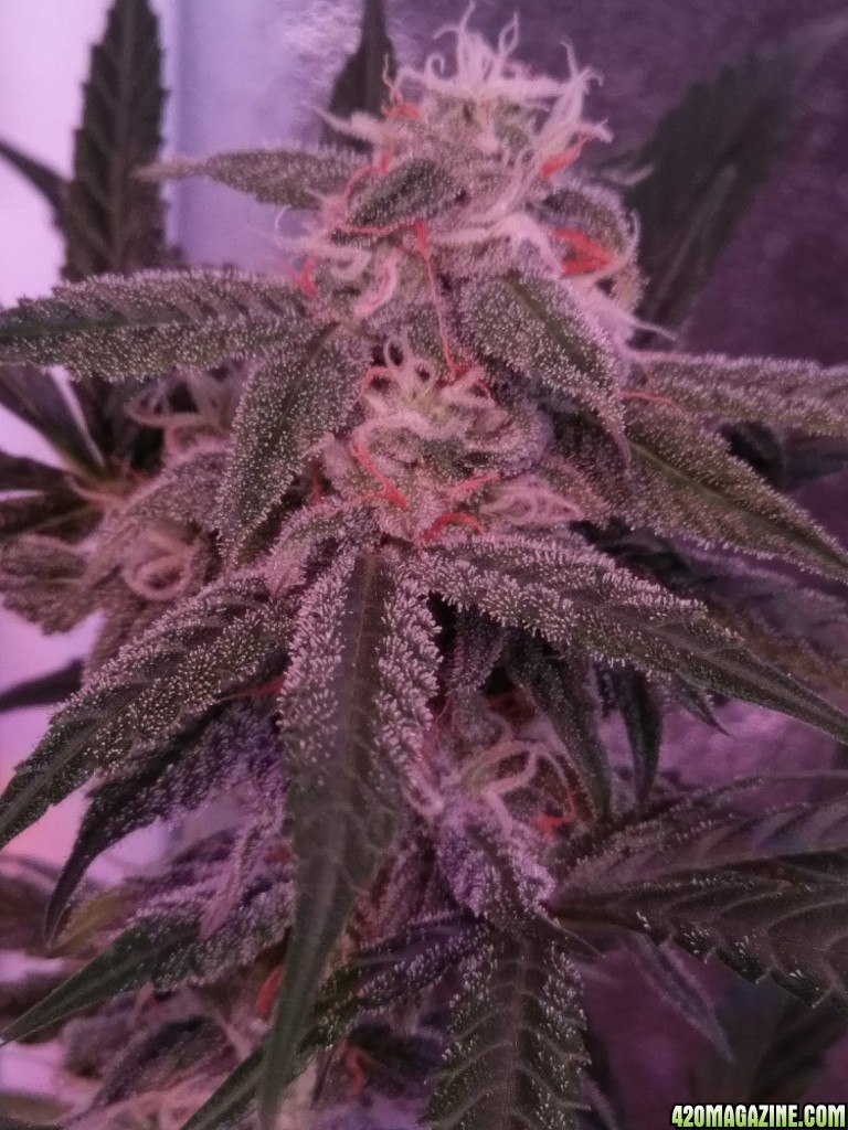 Flower - Day 39 (day 67)