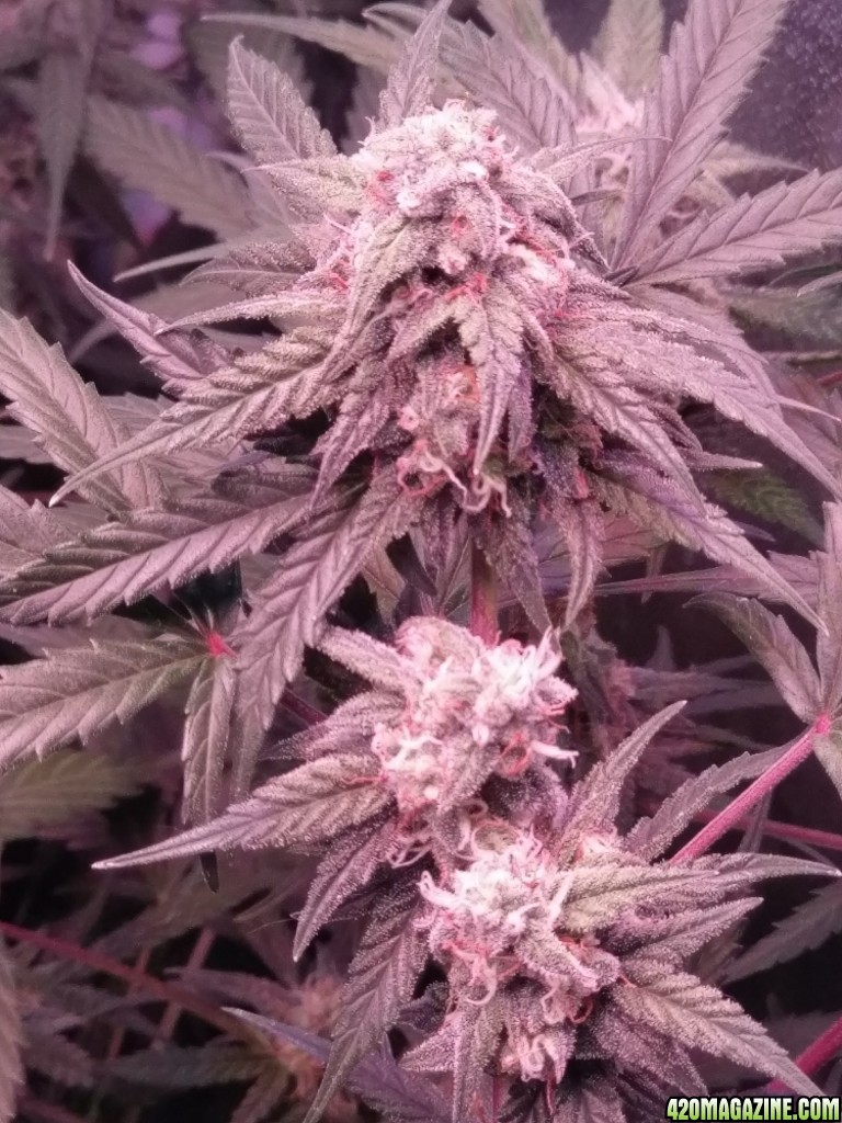 Flower - Day 39 (day 67)