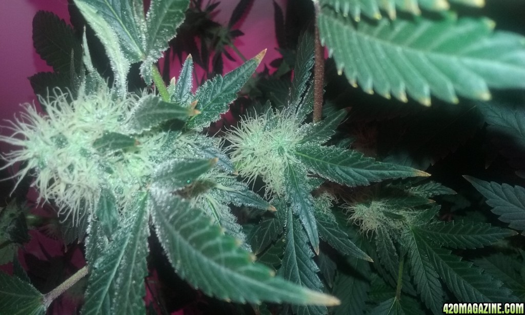 Flower day 39