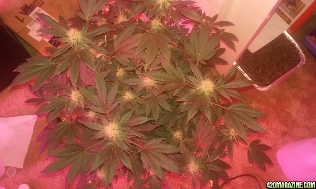 Flower day 39