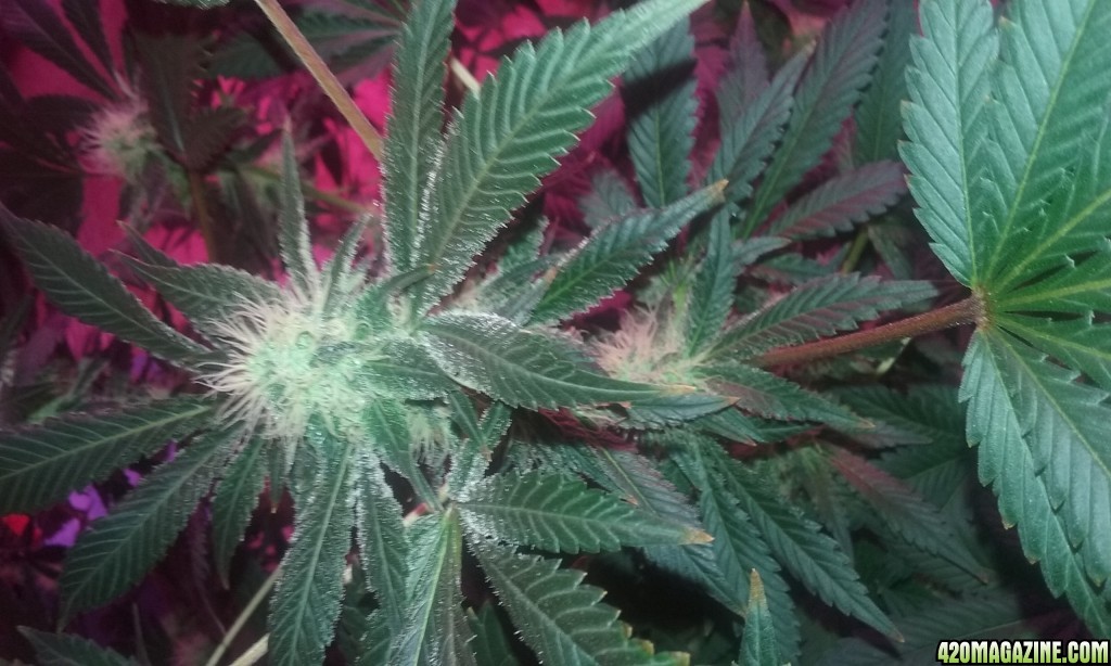 Flower day 39