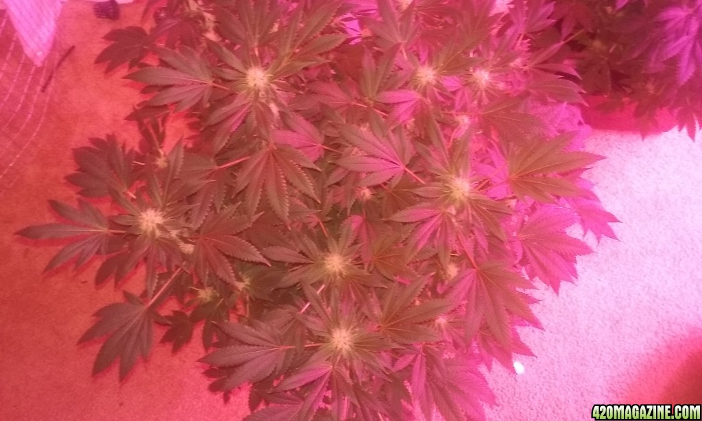 Flower day 39