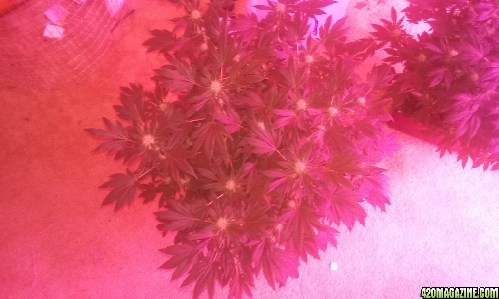 Flower day 39