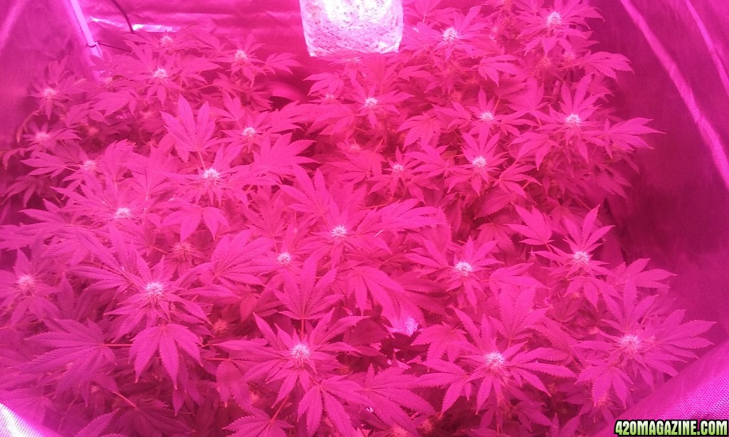 Flower day 39