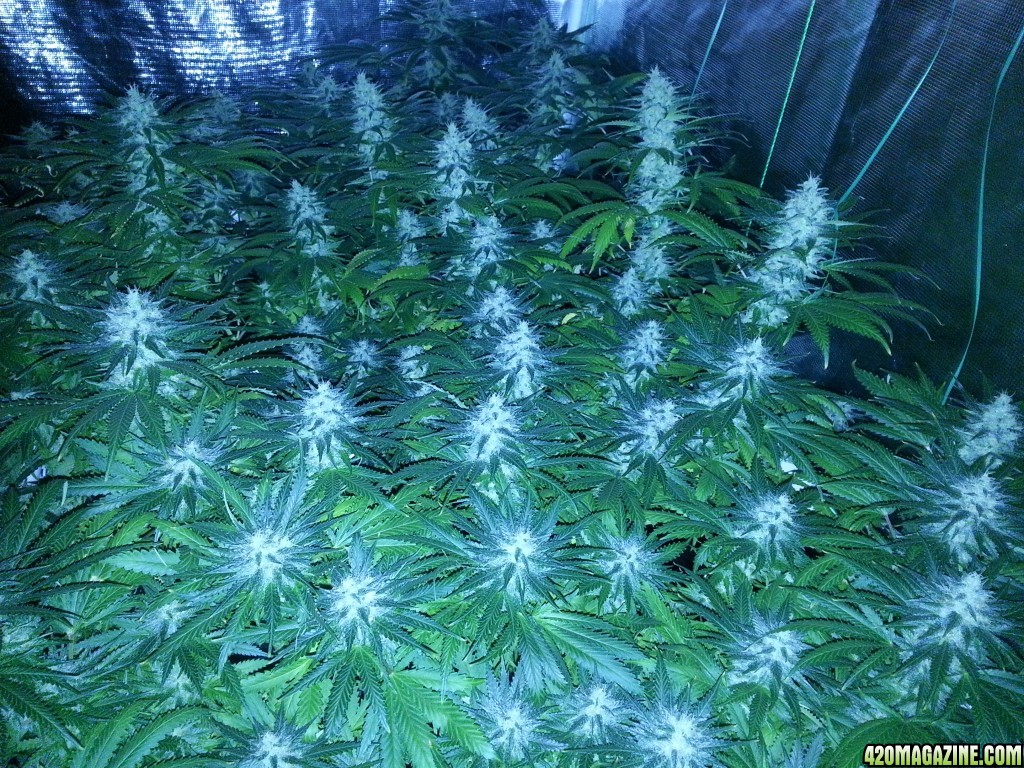 Flower day 44 buds falling over