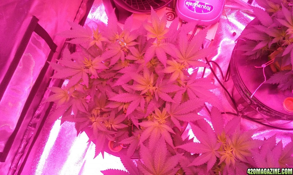 Flower day 5