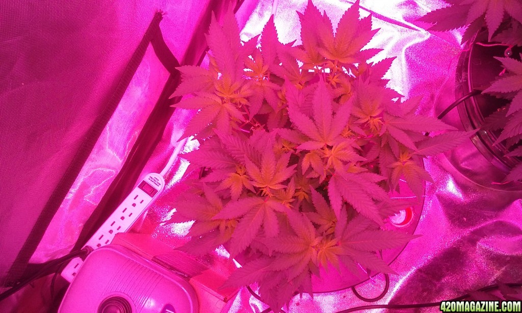 Flower day 5