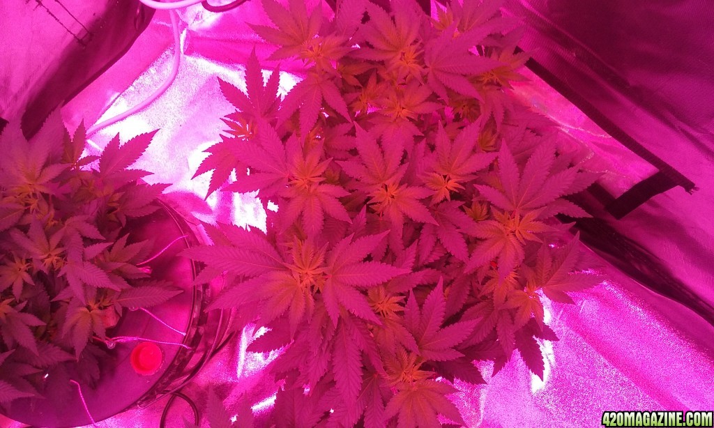 Flower day 5