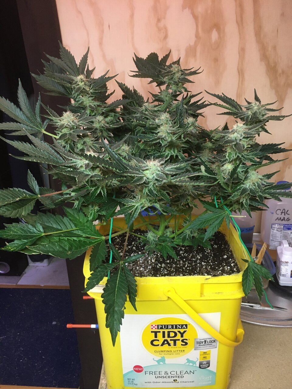 Flower Day 53