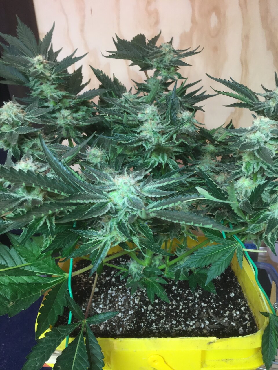 Flower Day 53