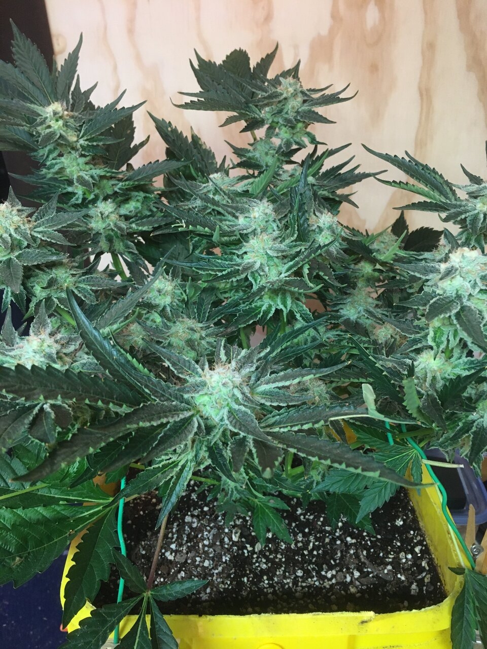 Flower Day 53