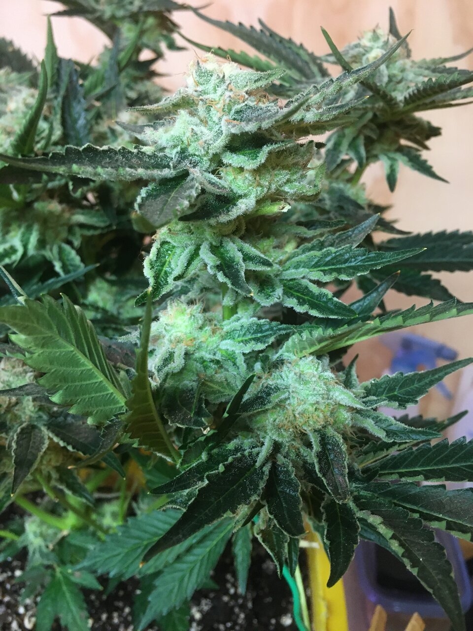 Flower Day 53