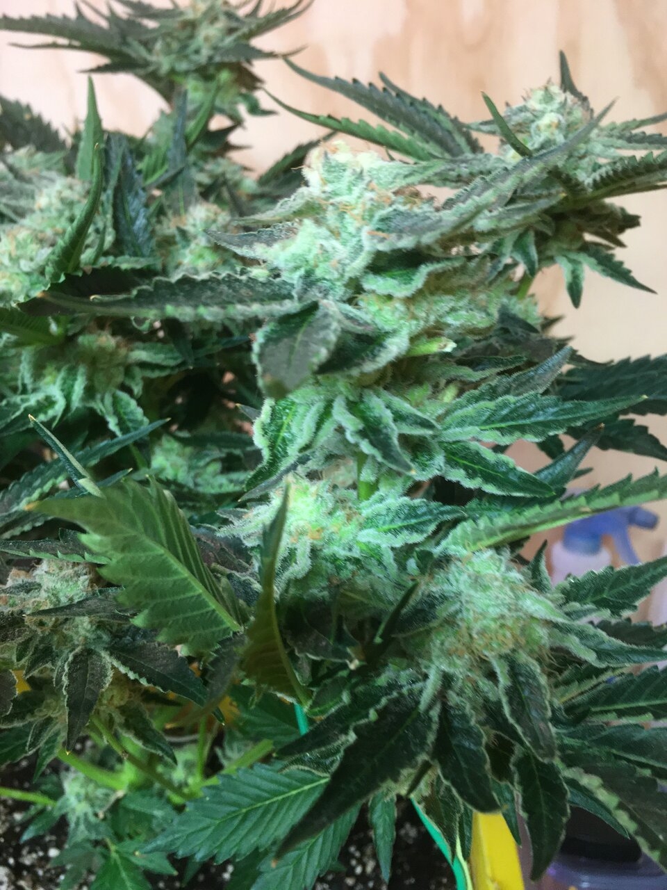 Flower Day 53