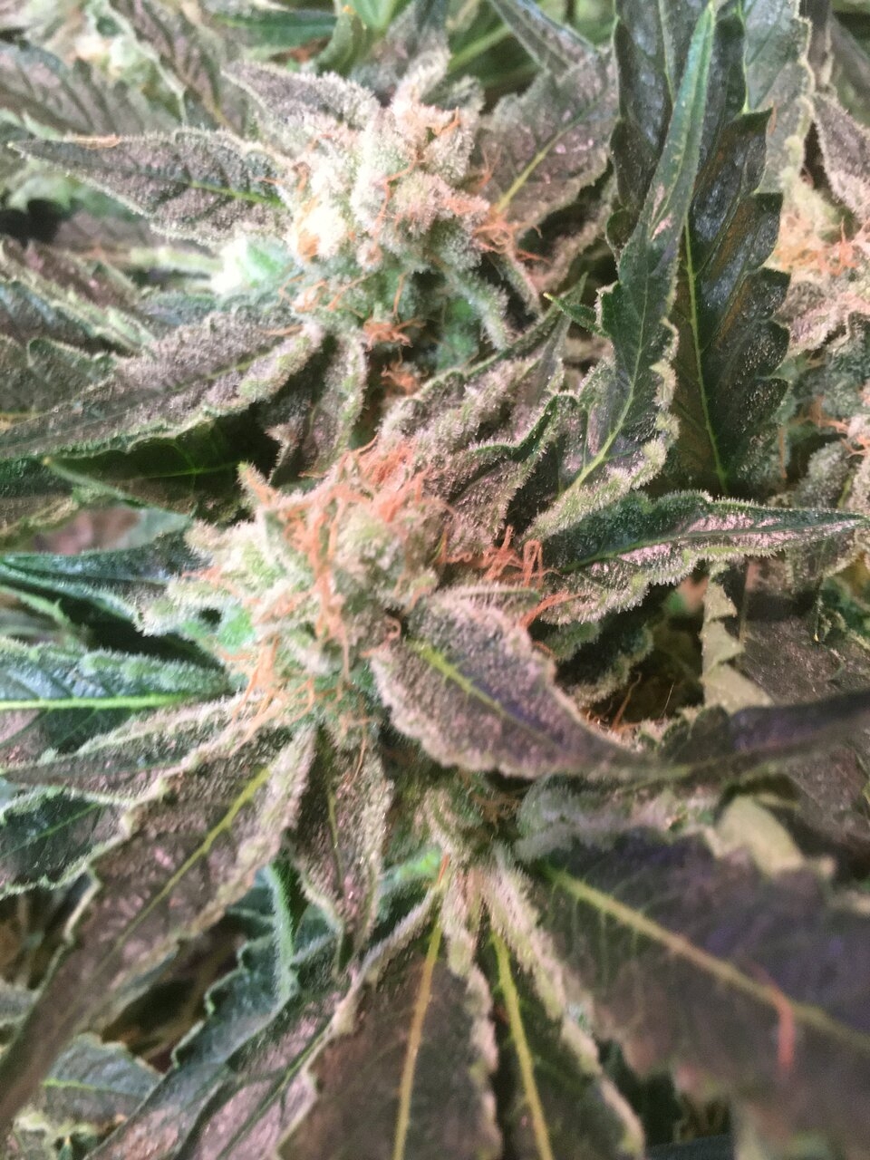 Flower Day 53