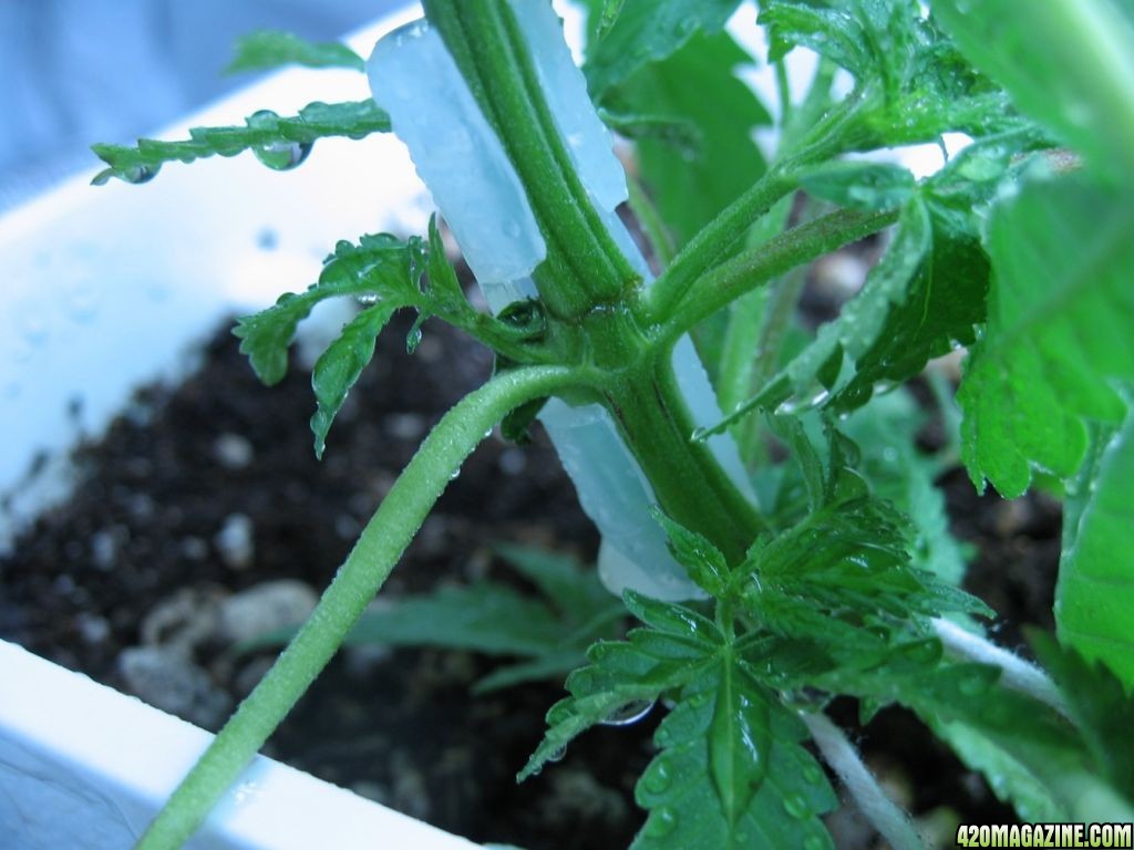 Flower day 56