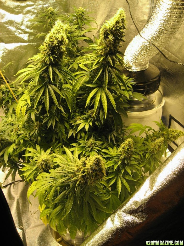 Flower day 56