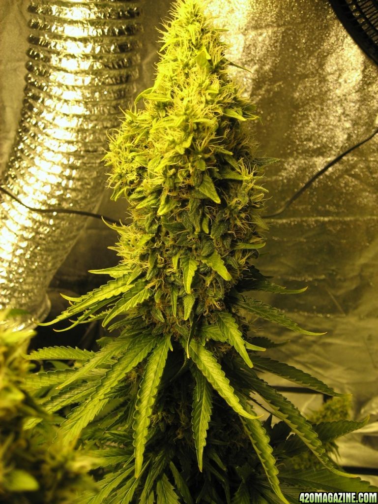 Flower day 56