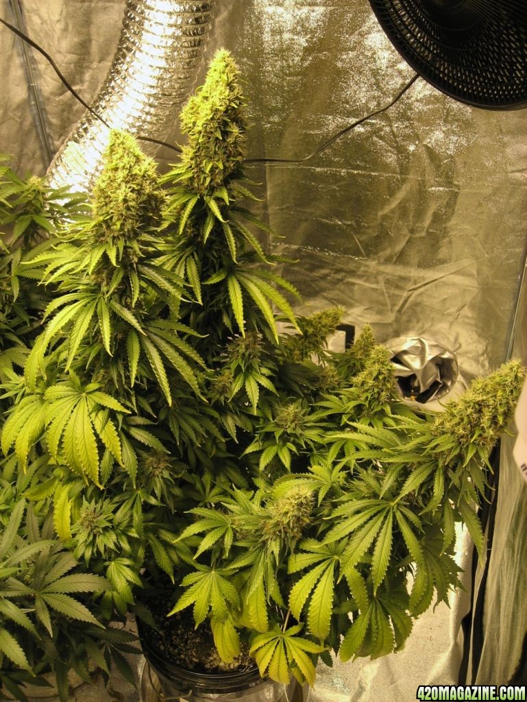 Flower day 56