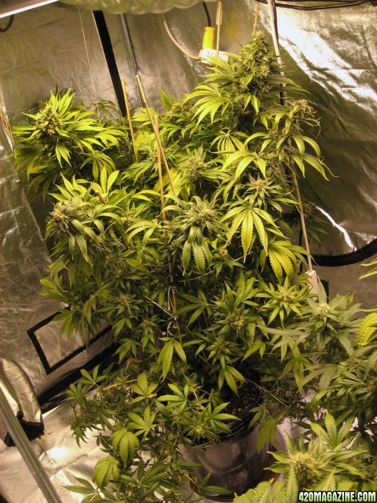 Flower day 56