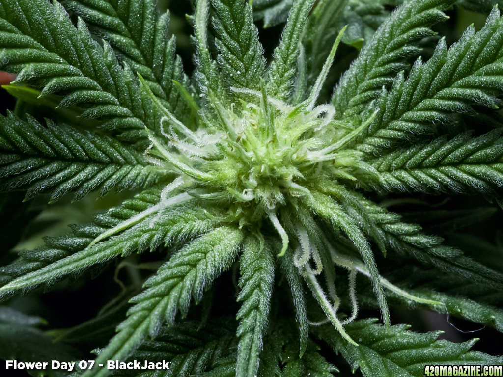 Flower Day 7 - BlackJack