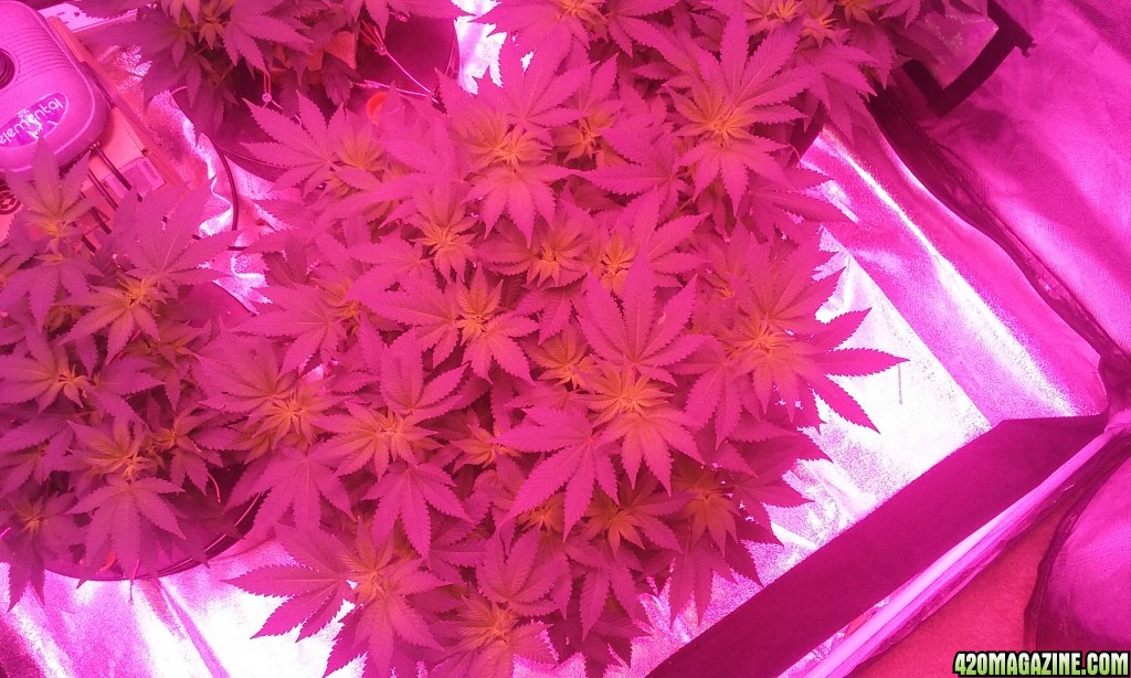 Flower day 7