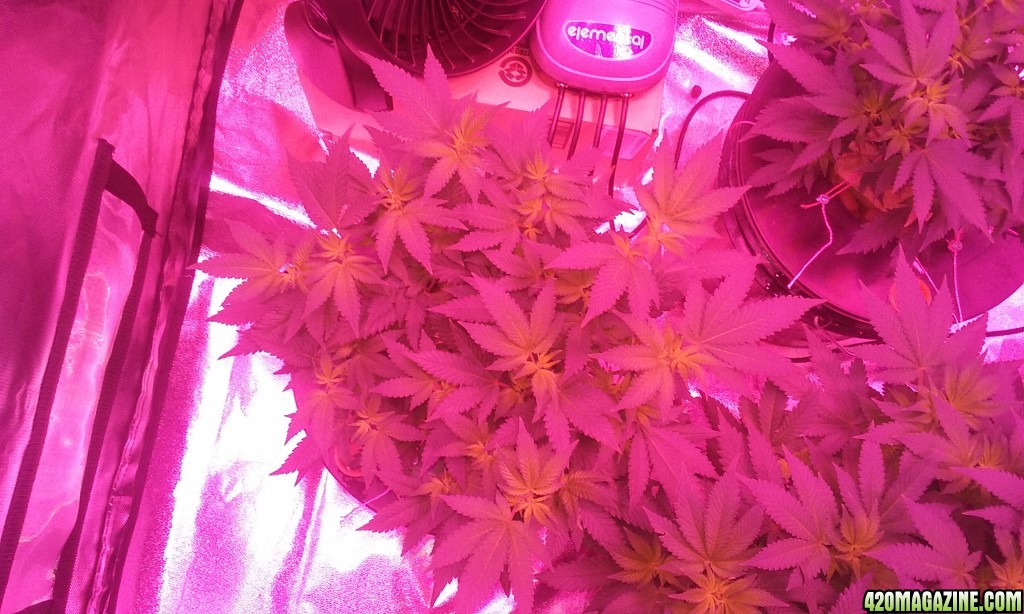 Flower day 7