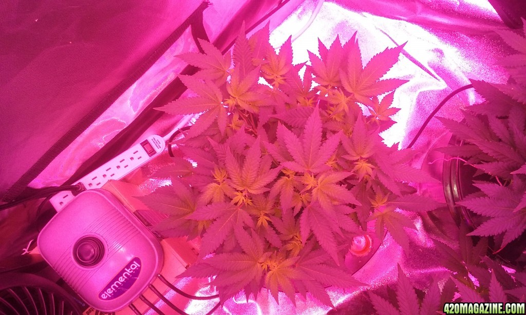 Flower day 7