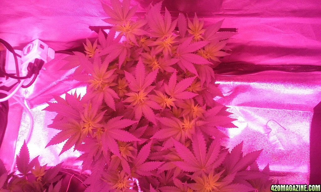 Flower day 7