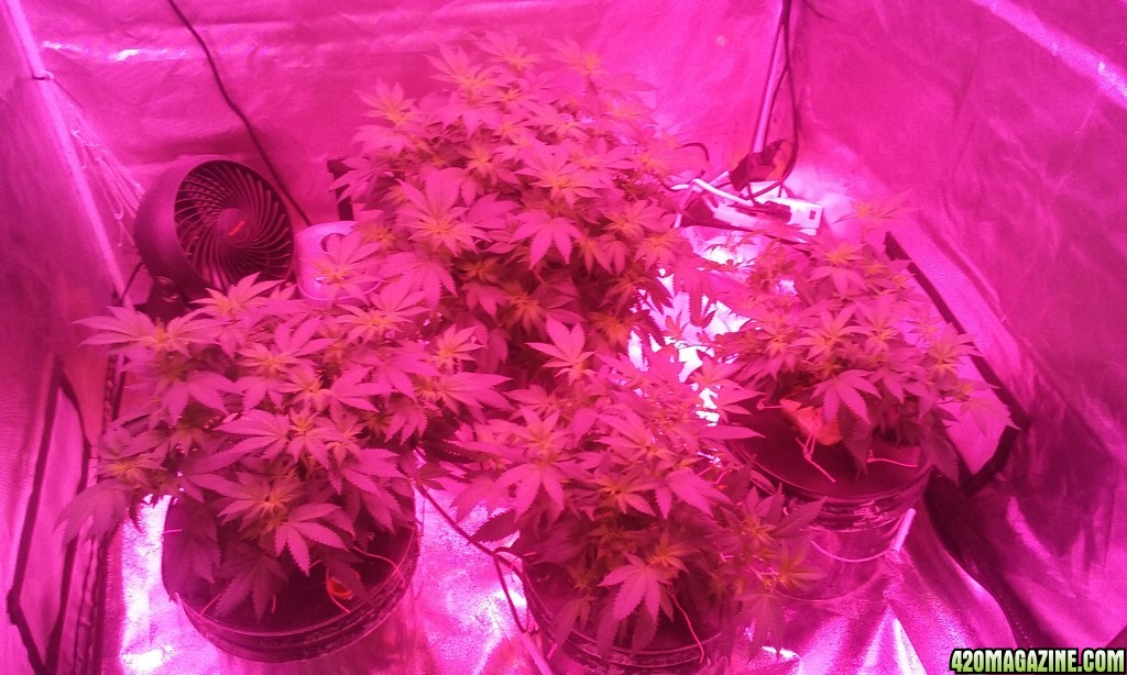 Flower day 8