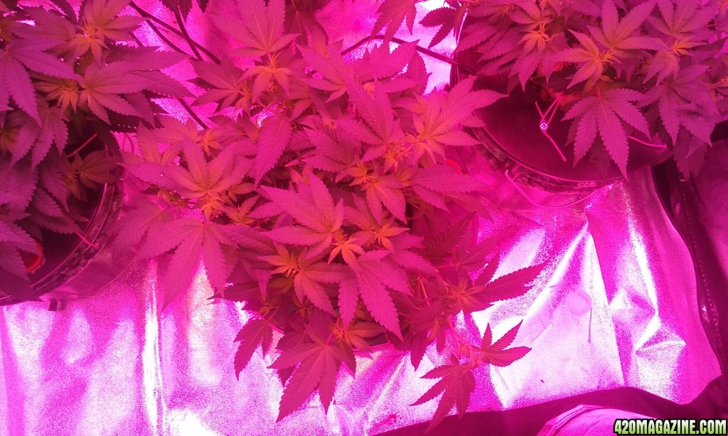 Flower day 8