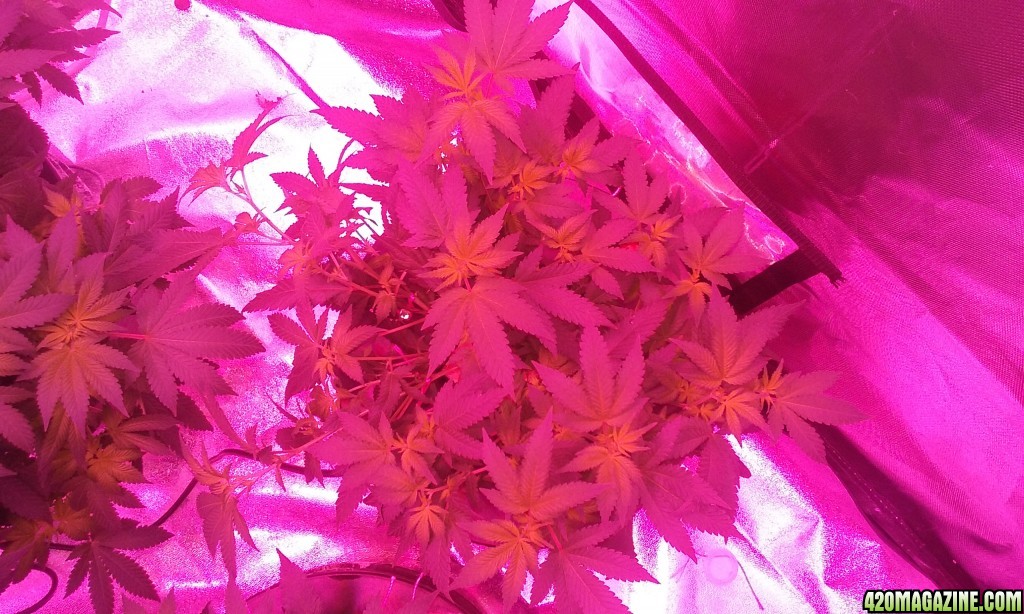 Flower day 8