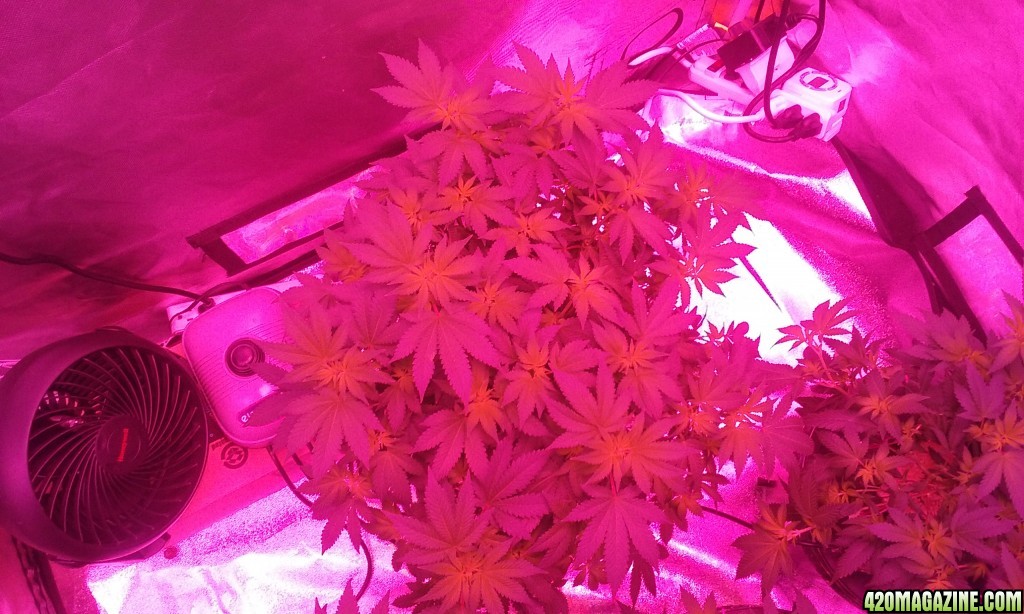 Flower day 8