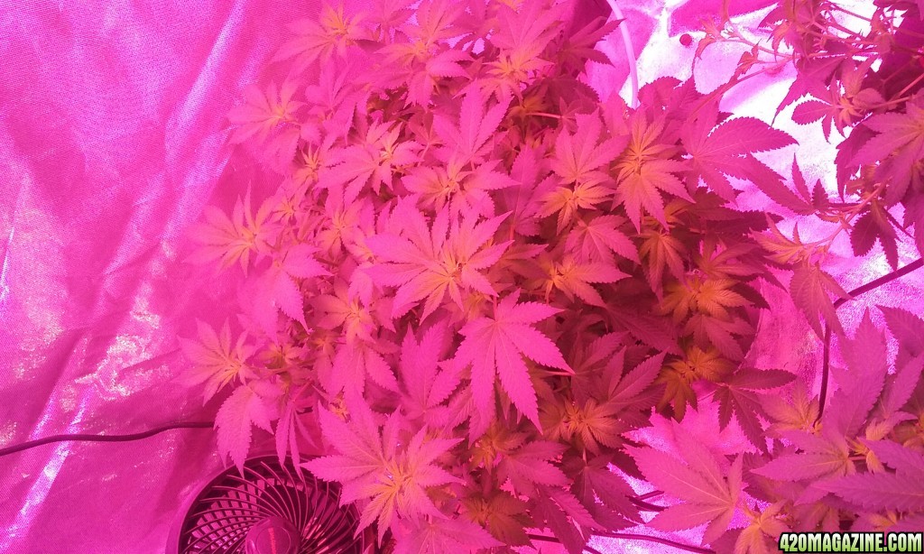 Flower day 8